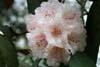arboreum ssp cinnamomeum-2
